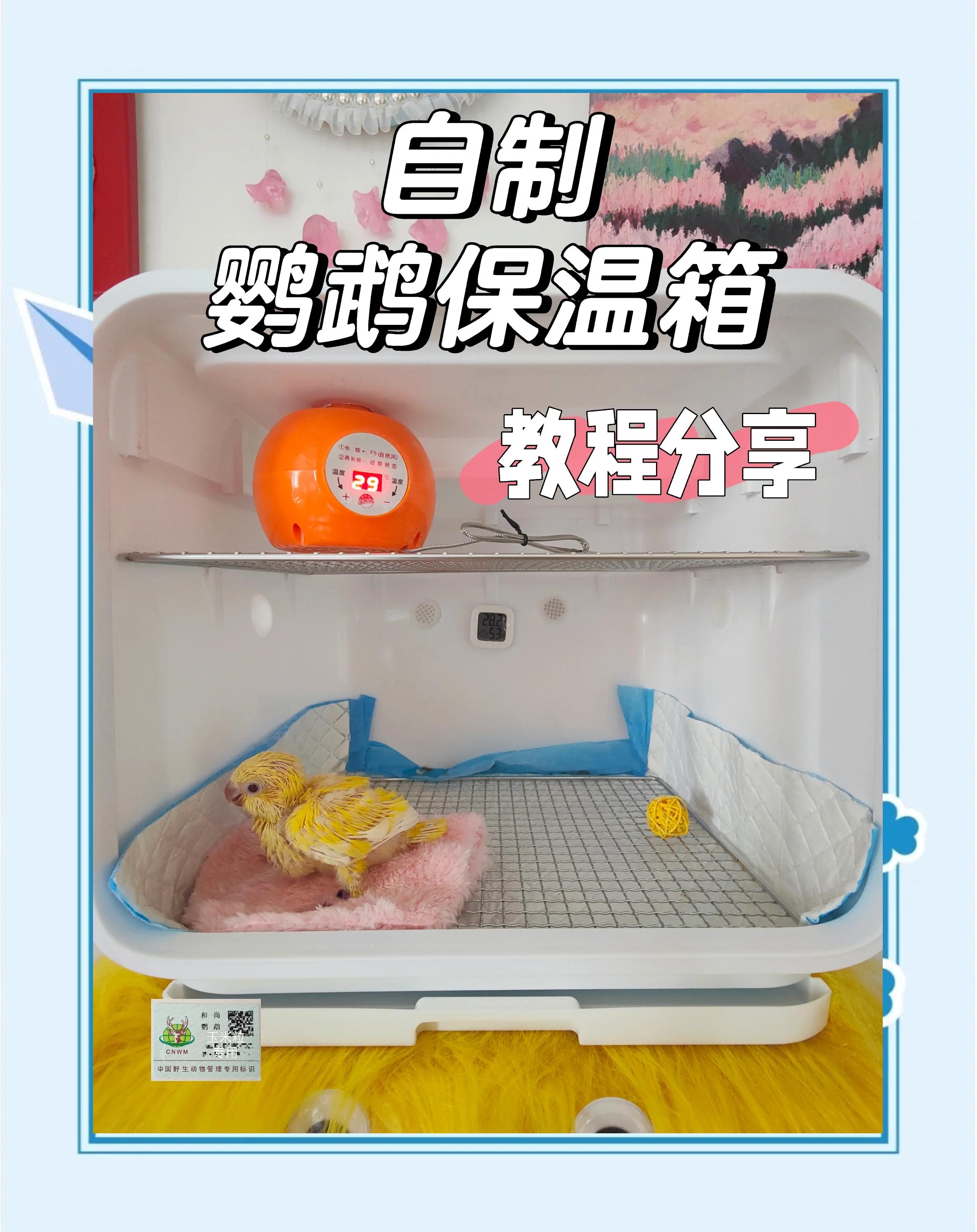 自己制作简易孵化箱的步骤