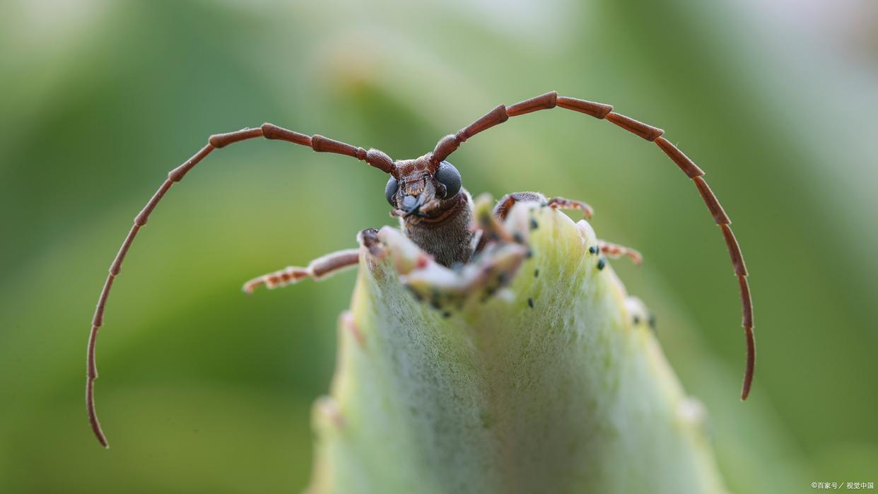 天牛吃什么天牛有什么特点