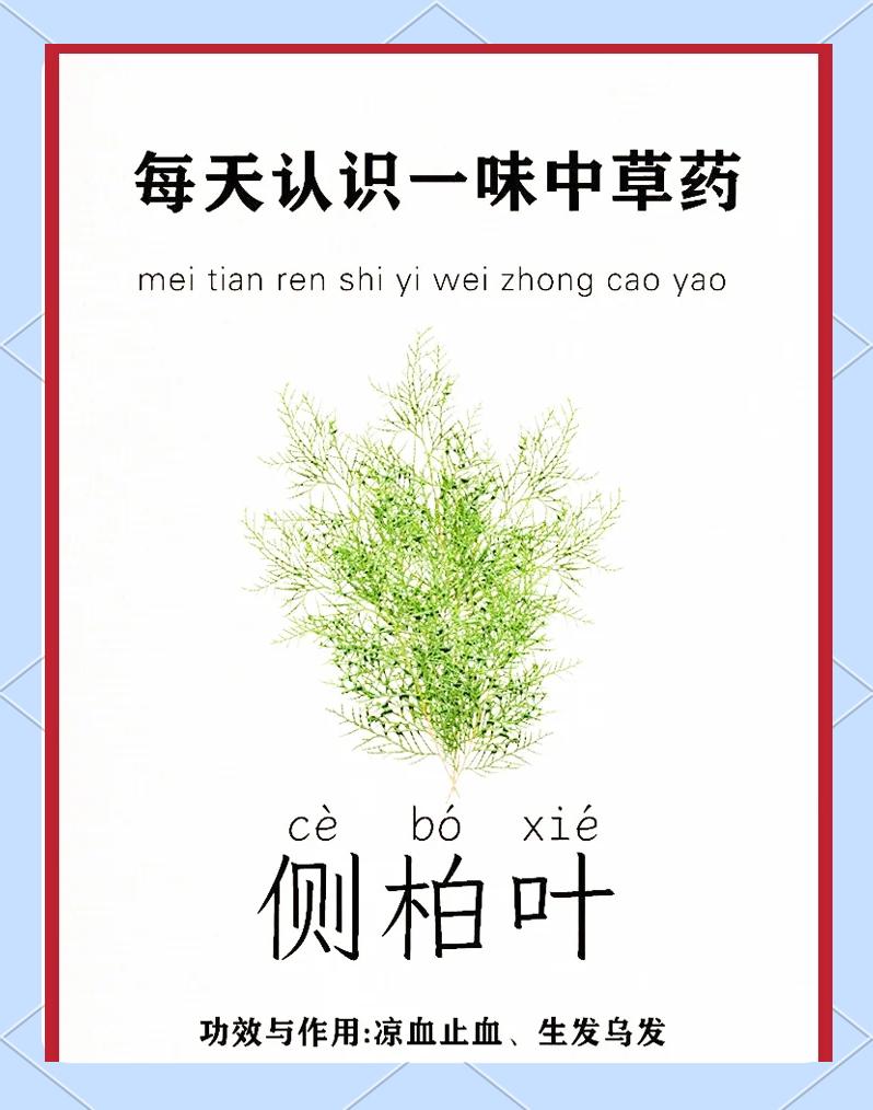 侧柏叶桑叶苦丁茶的功效
