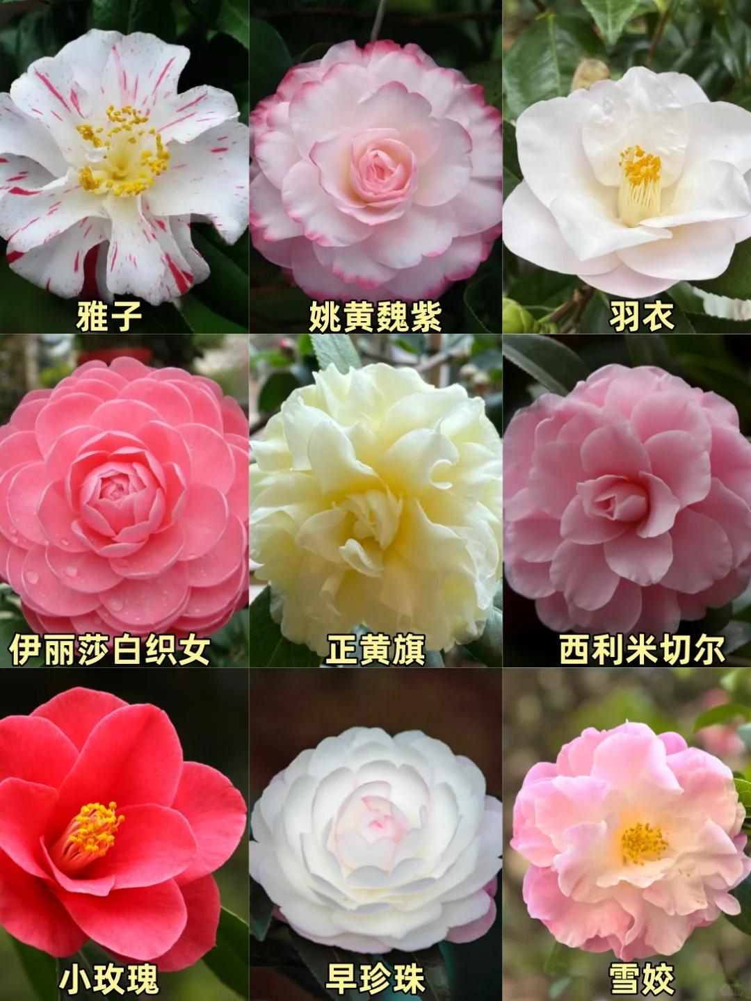 山茶花的花语是什么意思
