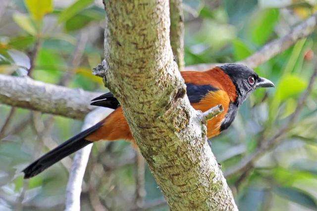 饮鸩止渴含义简单介绍