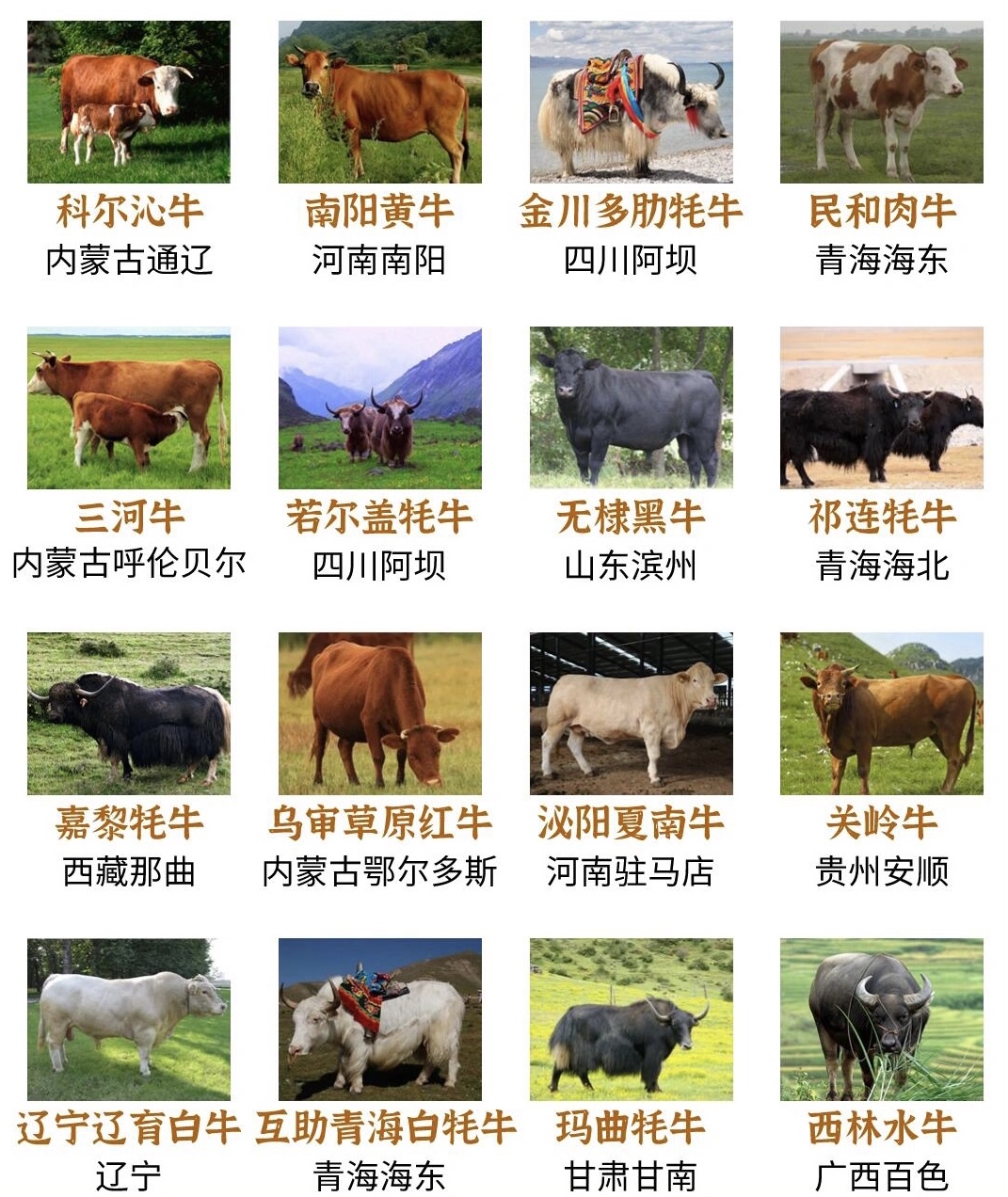 牛怎么叫牛是怎么怎么叫的