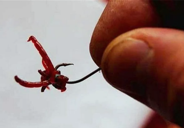 红虫钓鱼怎么挂钩上鱼快