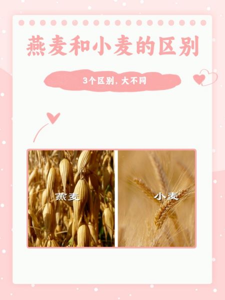 燕麦片和麦片的区别是什么