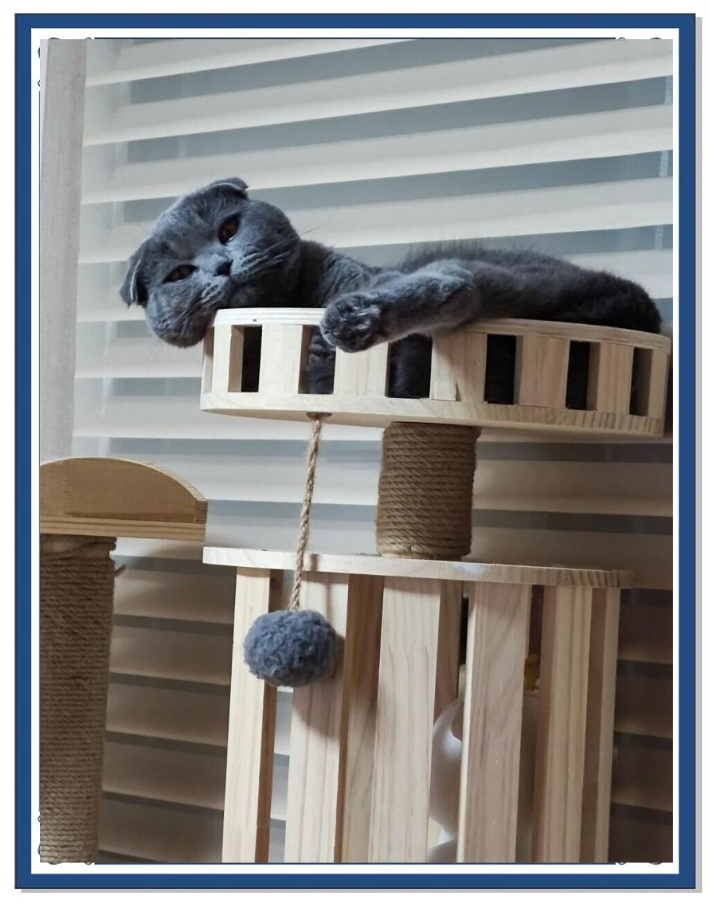 折耳猫发病怎么治疗最好