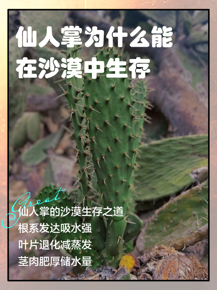 仙人掌光合作用依靠什么