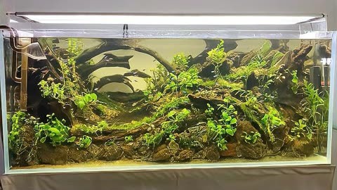 莫斯一片养到一缸的方法