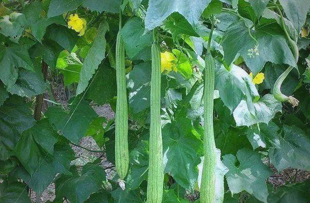 丝瓜叶有什么功效与作用