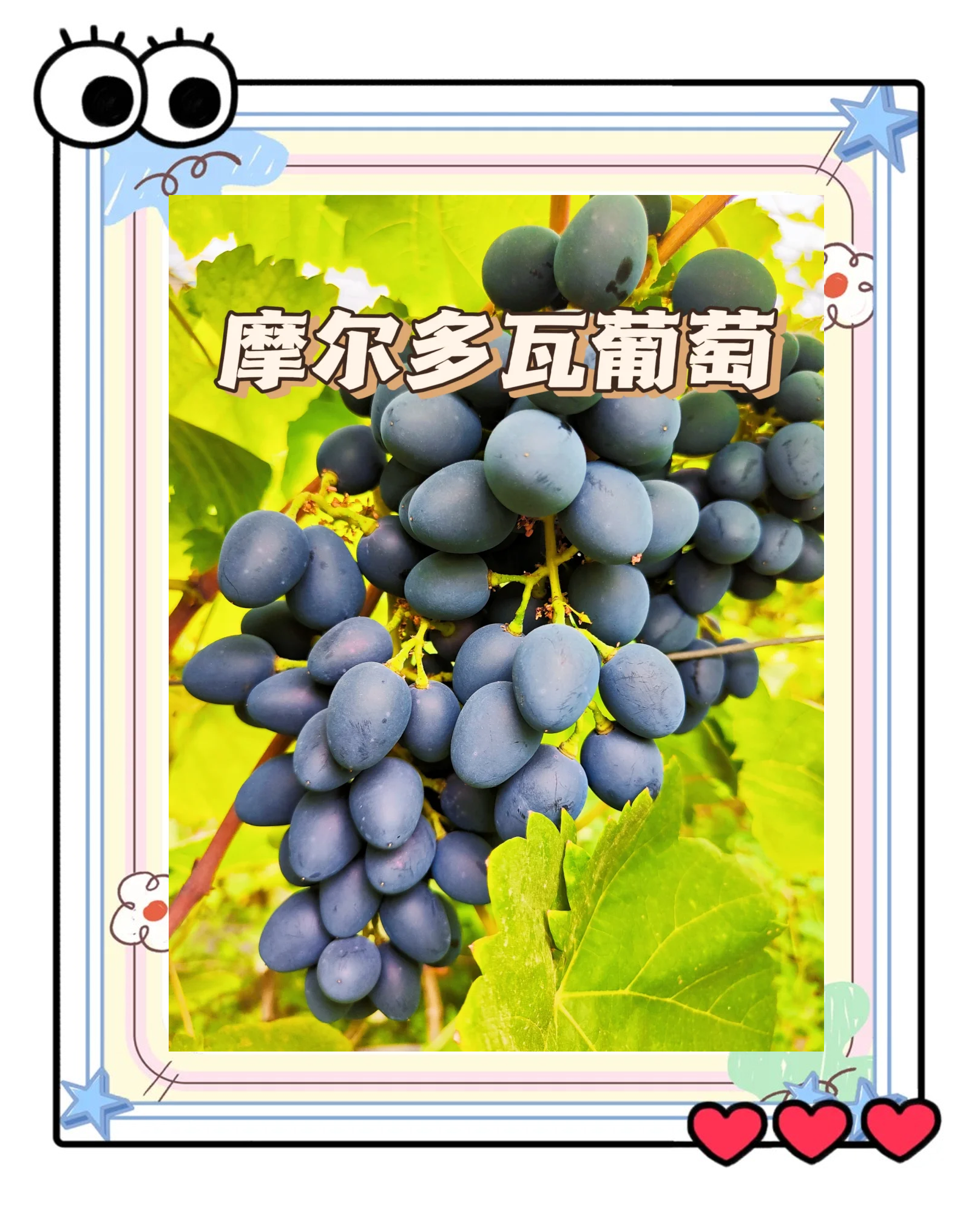 摩尔多瓦共和国简介人口