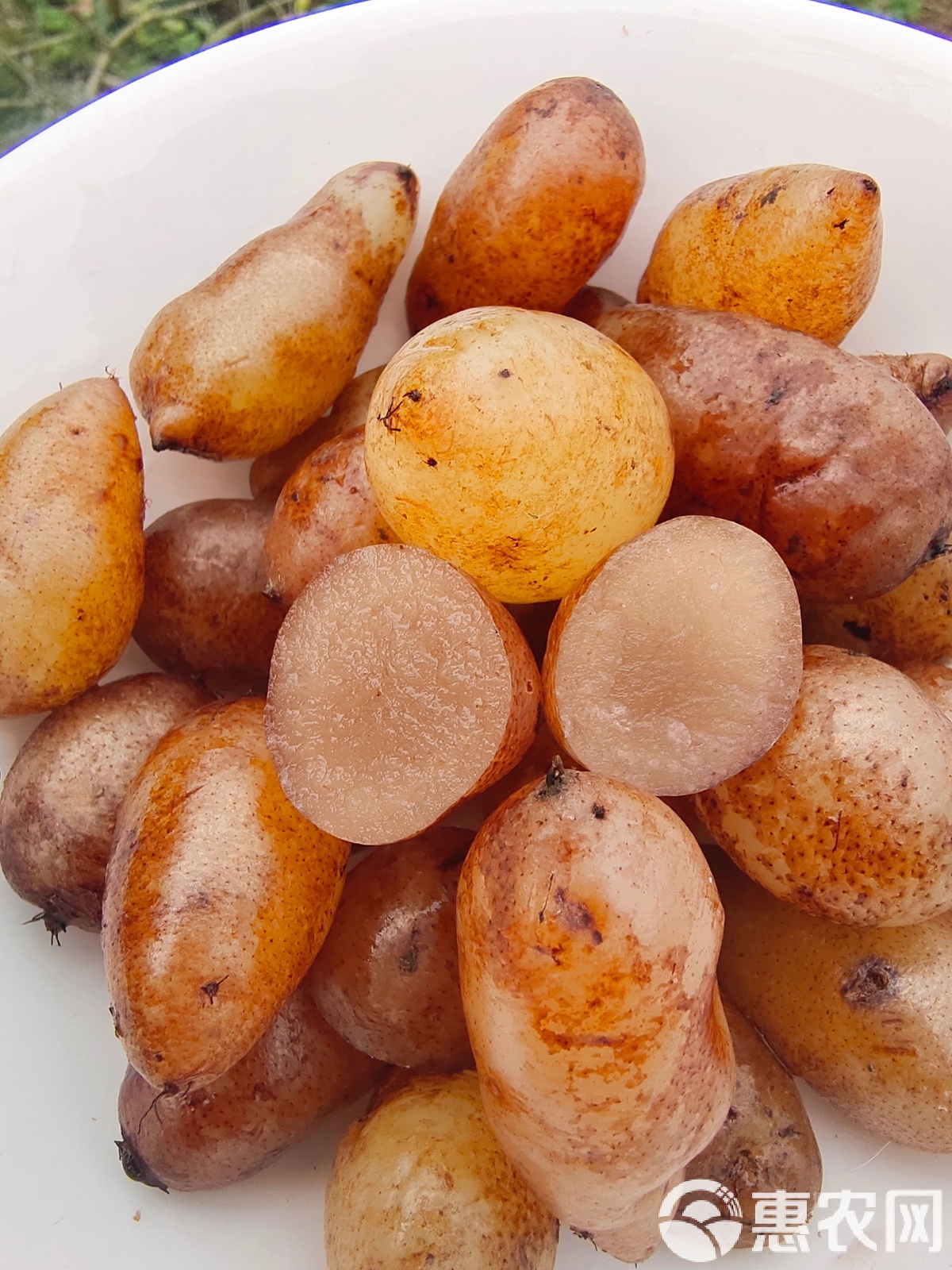 蛇蛋的营养价值和功效