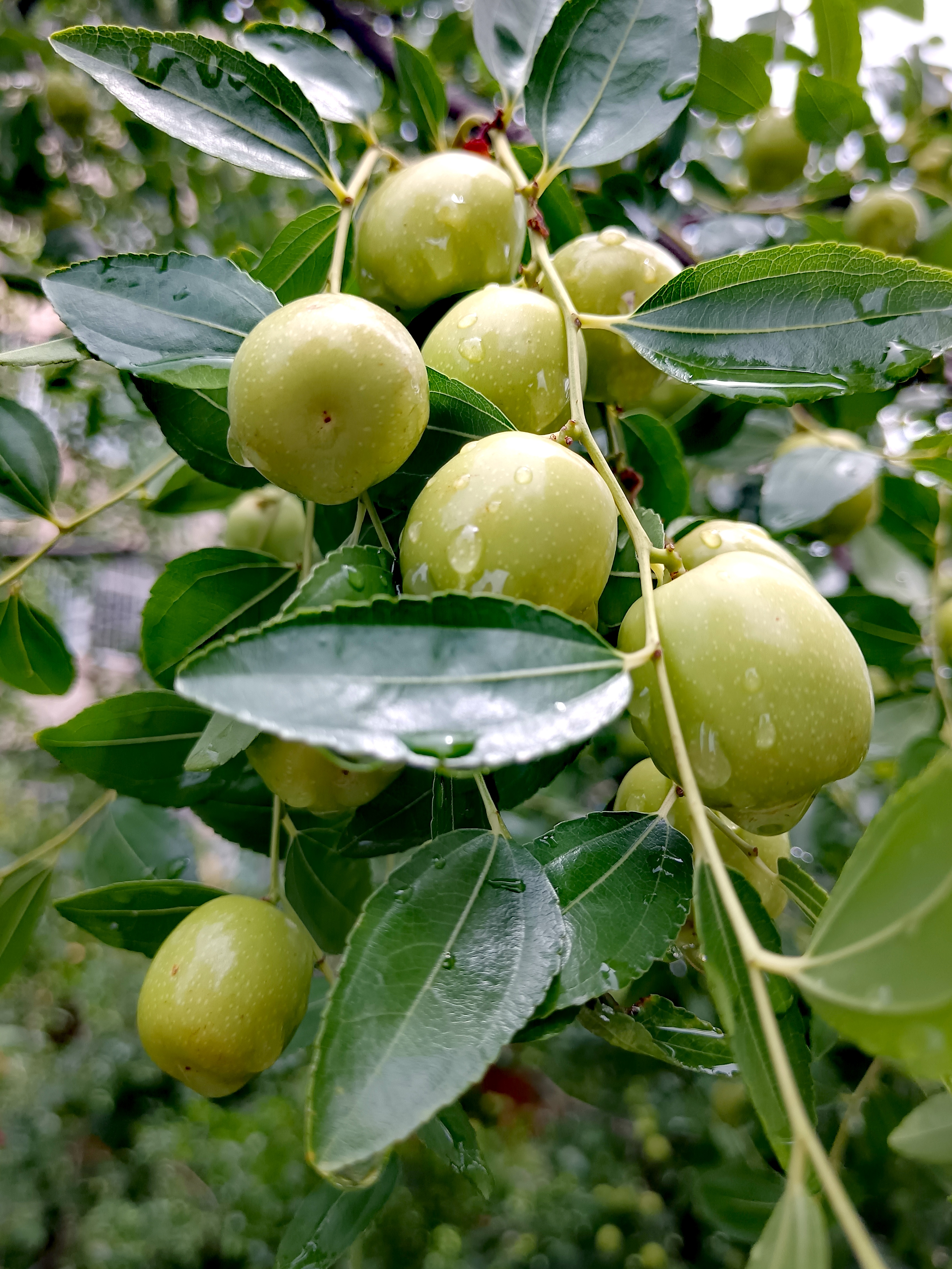 青枣是热性还是凉性？