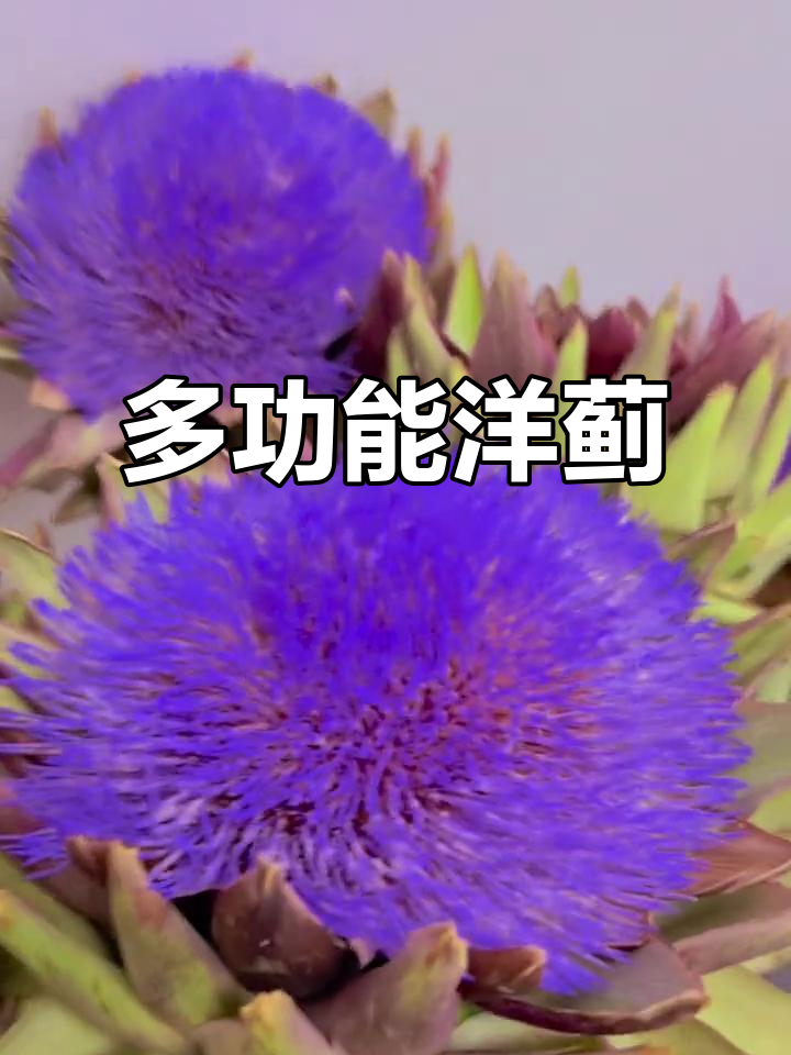 洋蓟的营养价值与食用保健功效