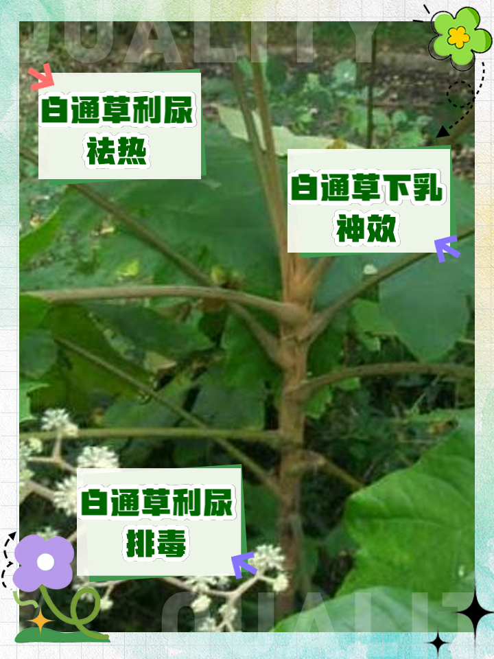 直接生吃通草行吗通草可以直接吃吗