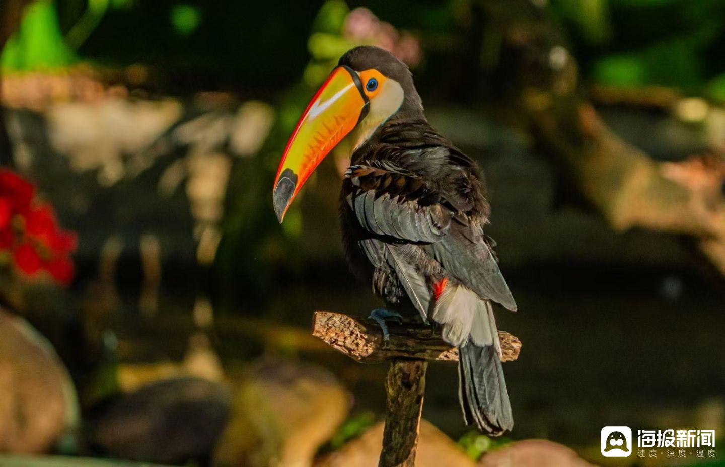 世界上最大的的鸟是什么鸟