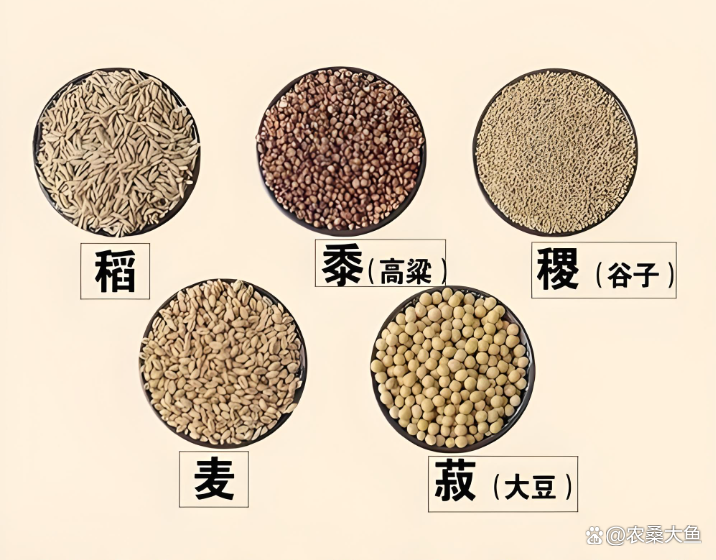 常说的五谷杂粮是哪五种呢
