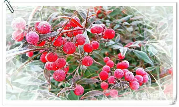 南有乔木北有相思意思介绍