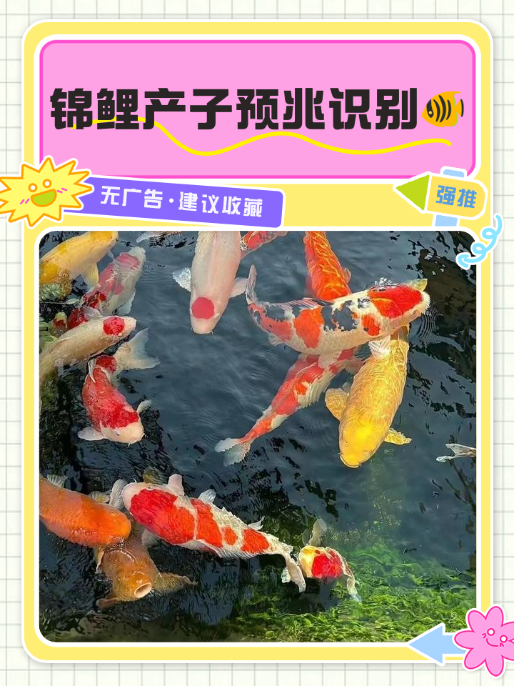 怀孕做梦梦到鱼是什么征兆