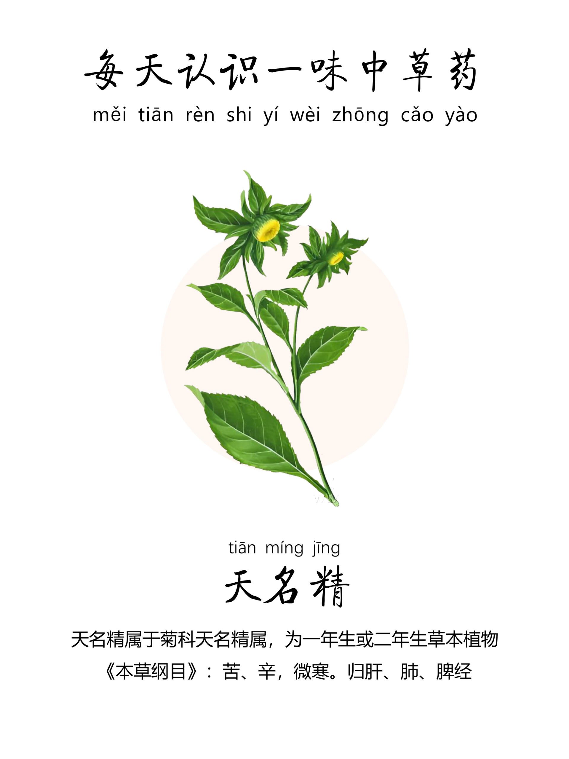 蕴藏于中草药的绝美女孩名