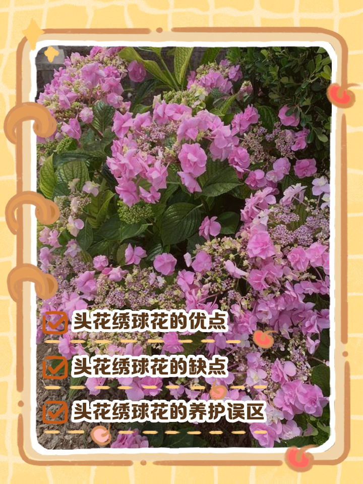 花店里的绣球花有毒吗