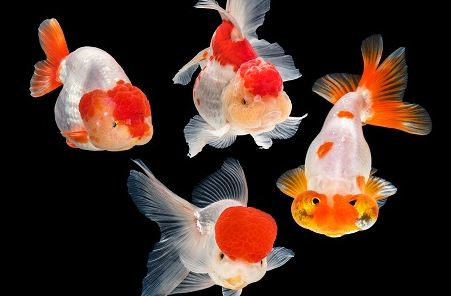 金鱼的拼音字母和声调是什么?