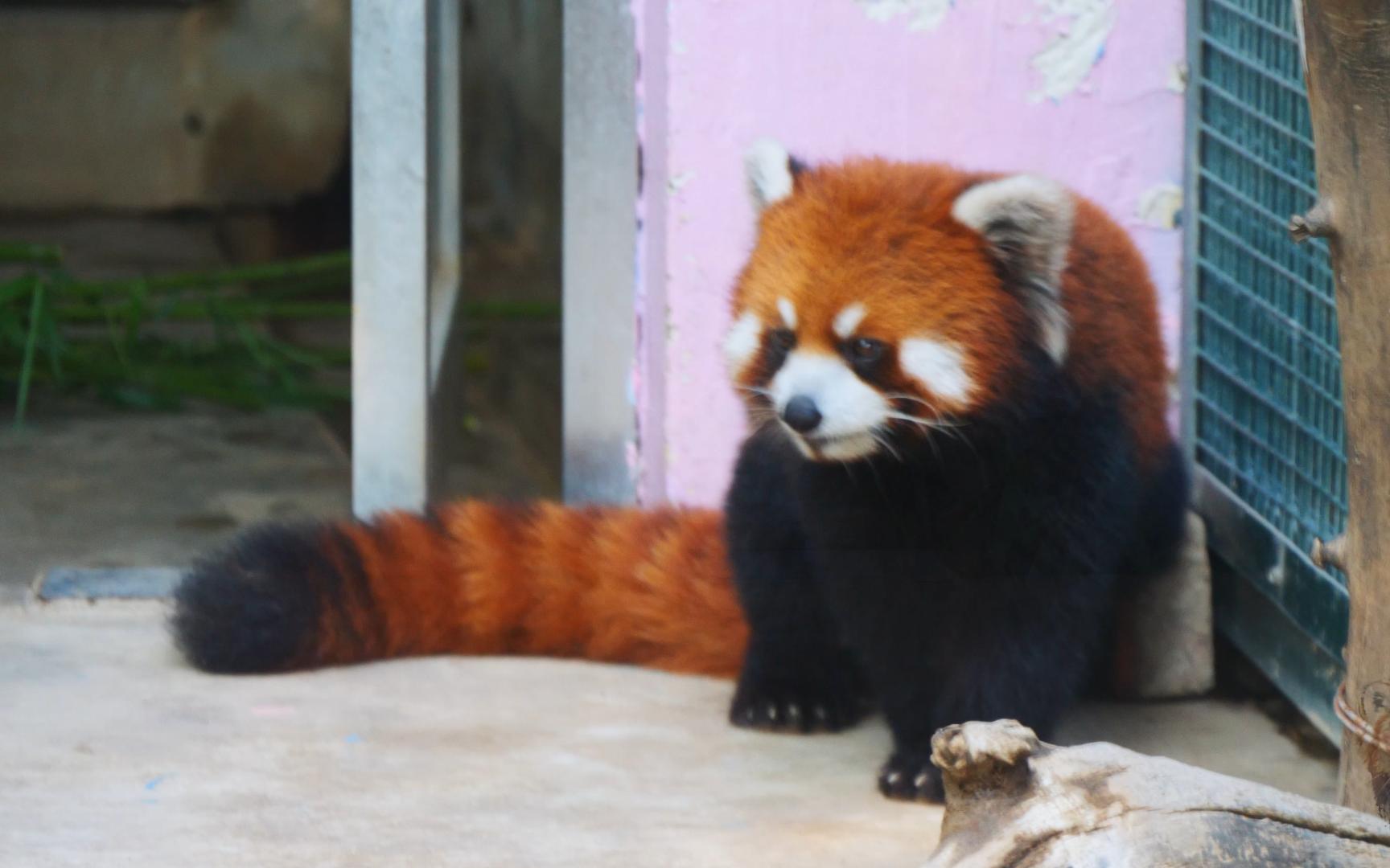 大熊猫的尾巴是什么颜色