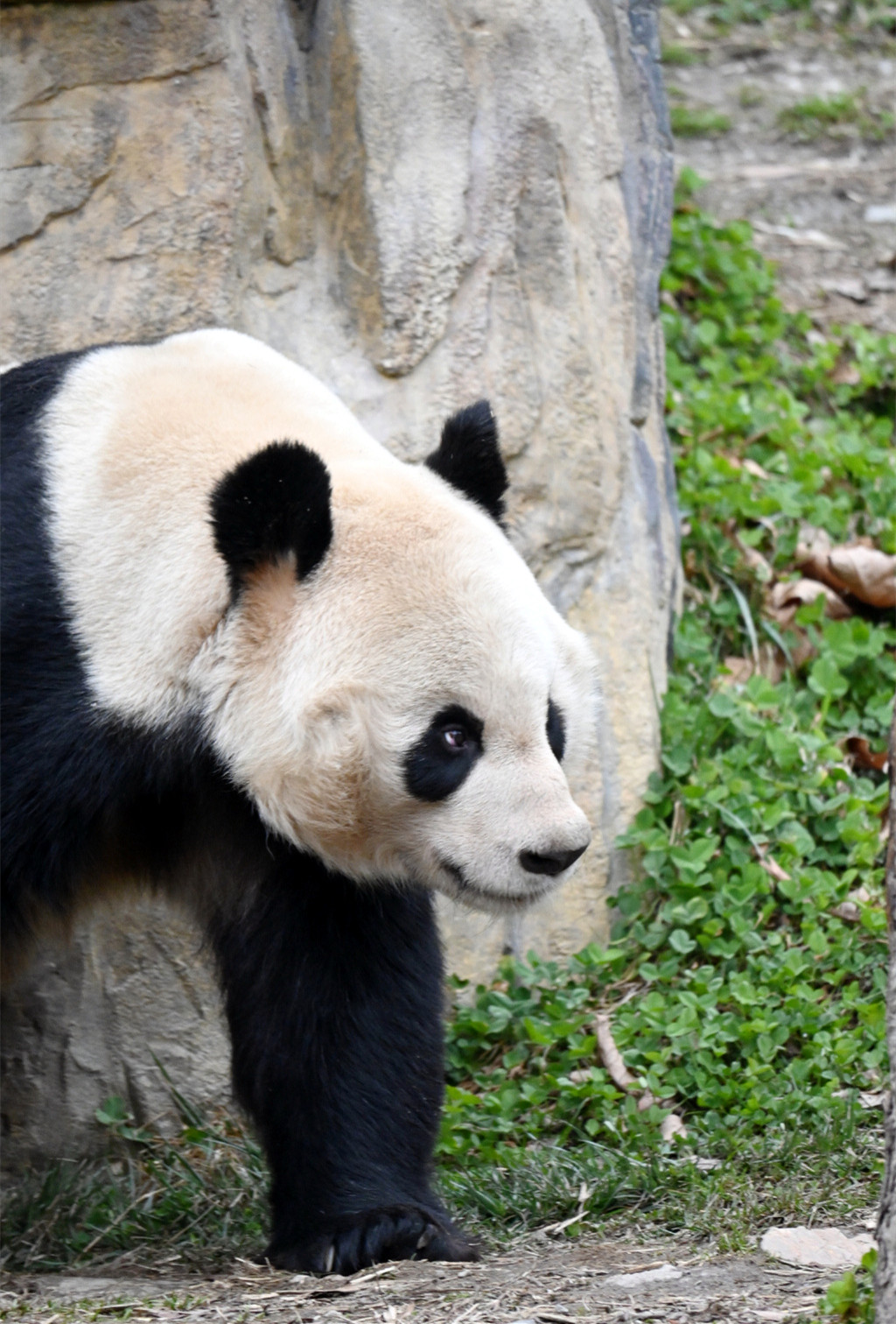 大熊猫的尾巴是什么颜色