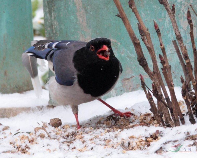 红嘴蓝鹊几月份出头窝