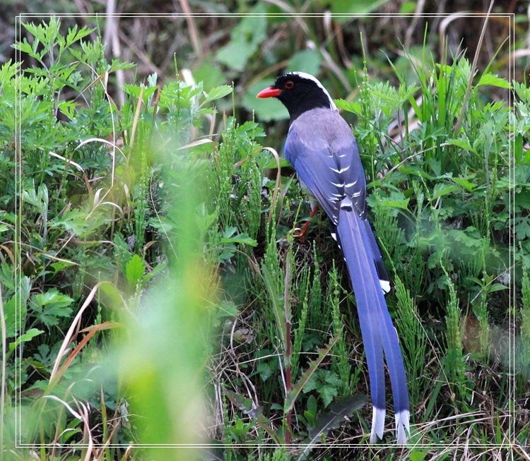 红嘴蓝鹊几月份出头窝