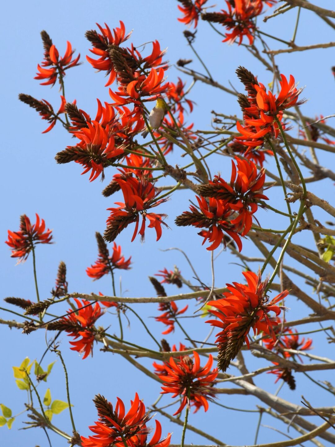刺桐花什么时候开花刺桐花什么季节开放