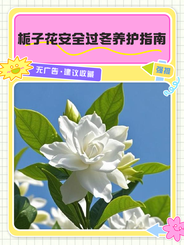 六个冬天养栀子花的窍门