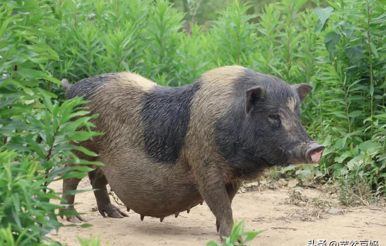 猪叫声用文字形容是怎样的