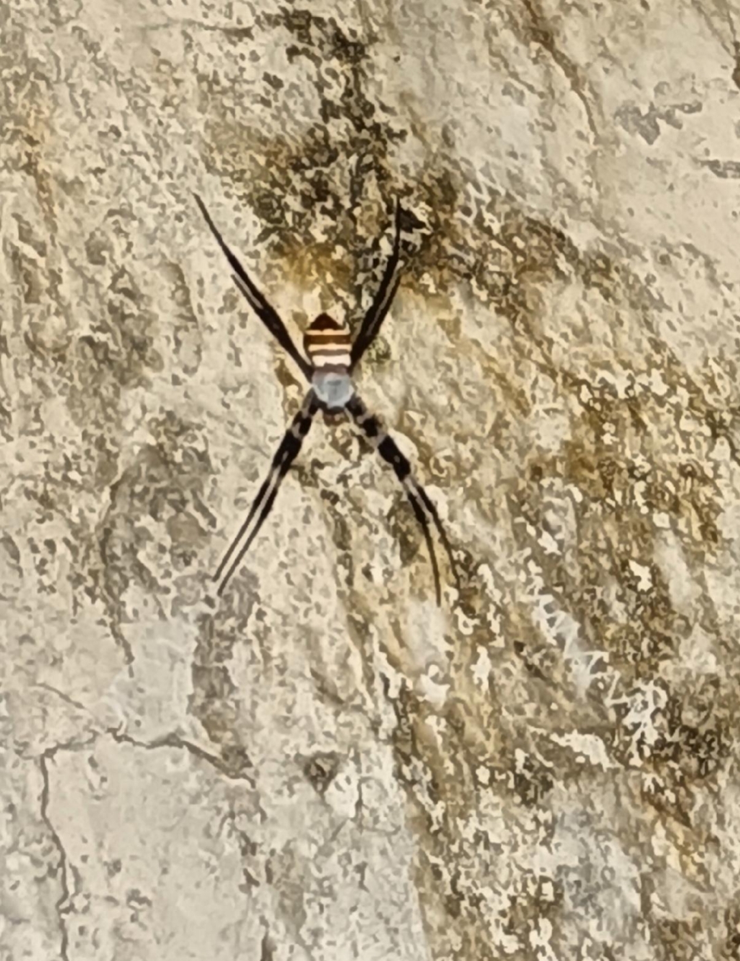 家里出现的那种大蜘蛛会不会咬人?6