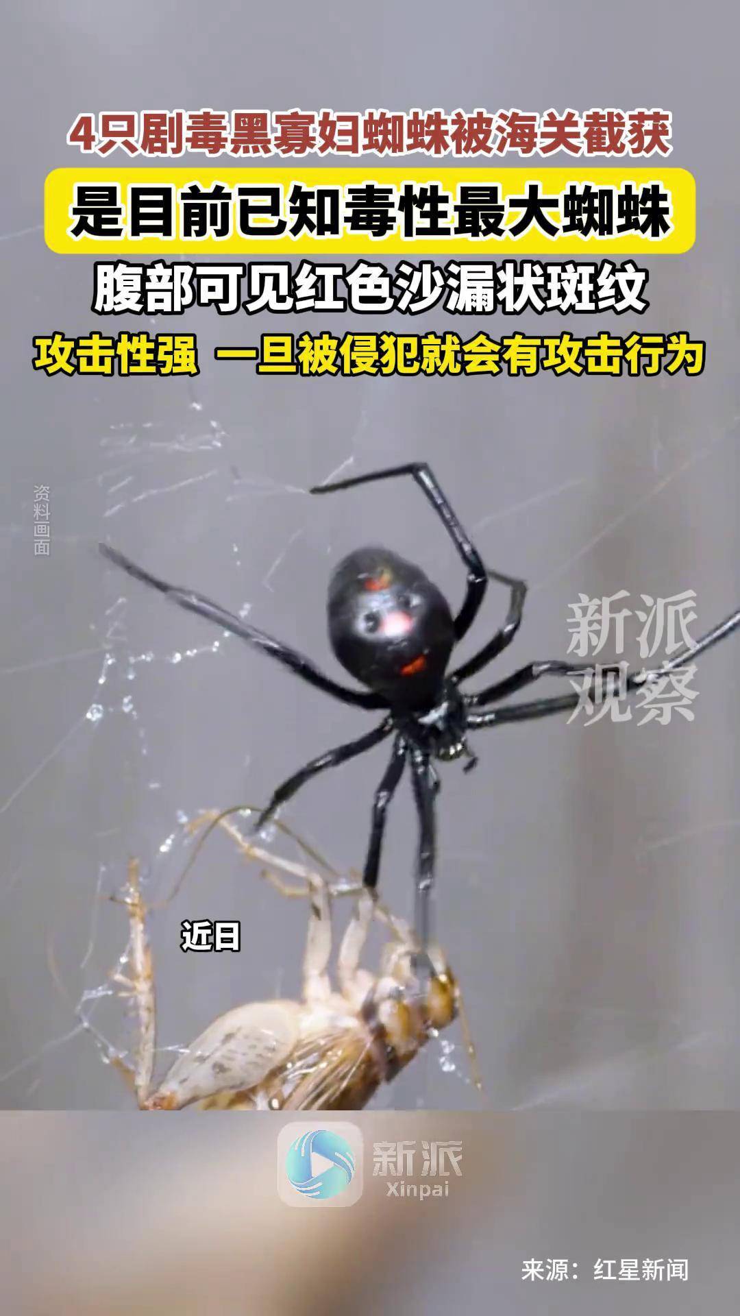 家里出现的那种大蜘蛛会不会咬人?6