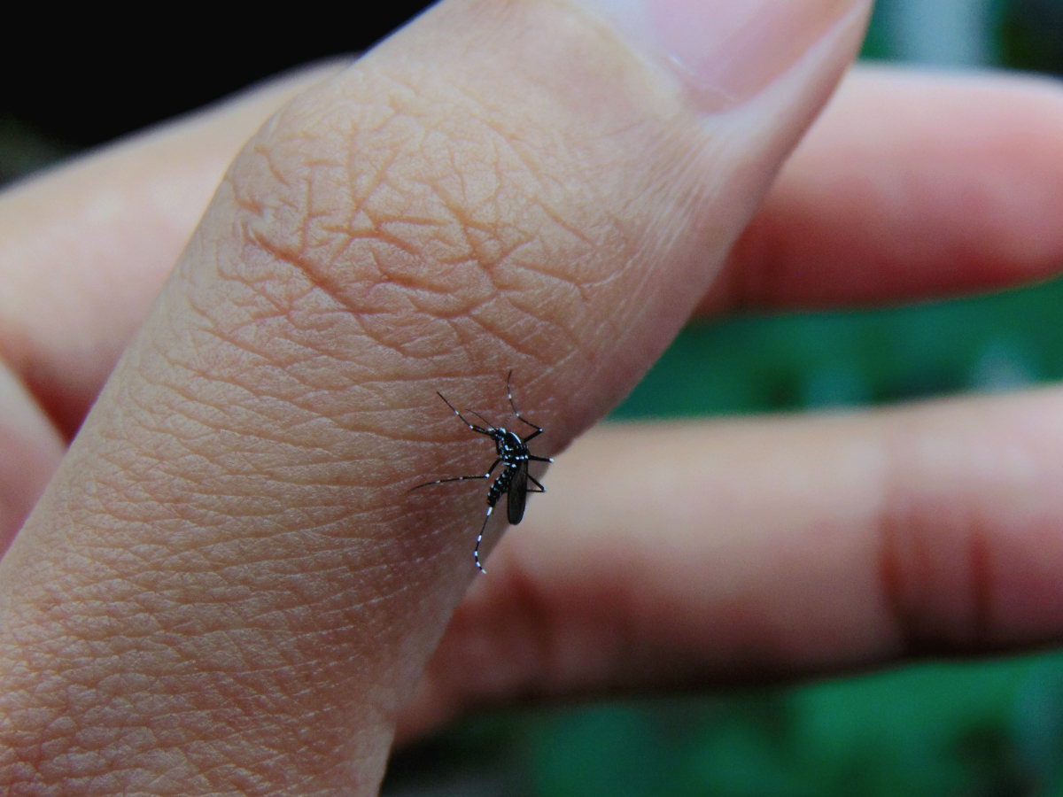 蚊子小时候长什么样子