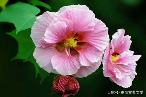 浮华的意思浮华是什么意思