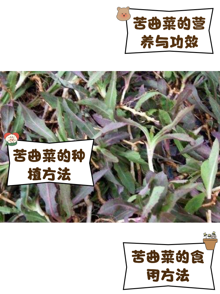 曲曲菜有什么功效曲曲菜的功效与禁忌