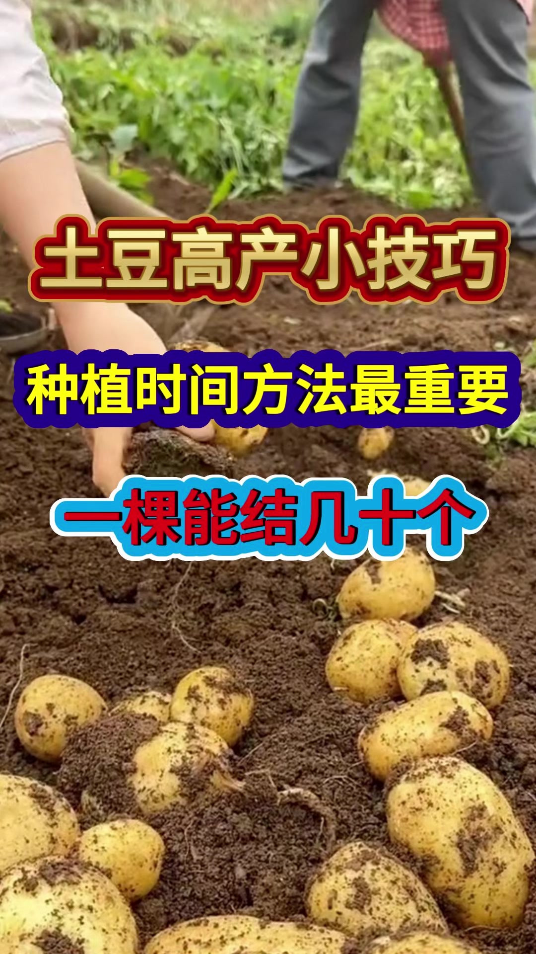 土豆的种植过程4个步骤