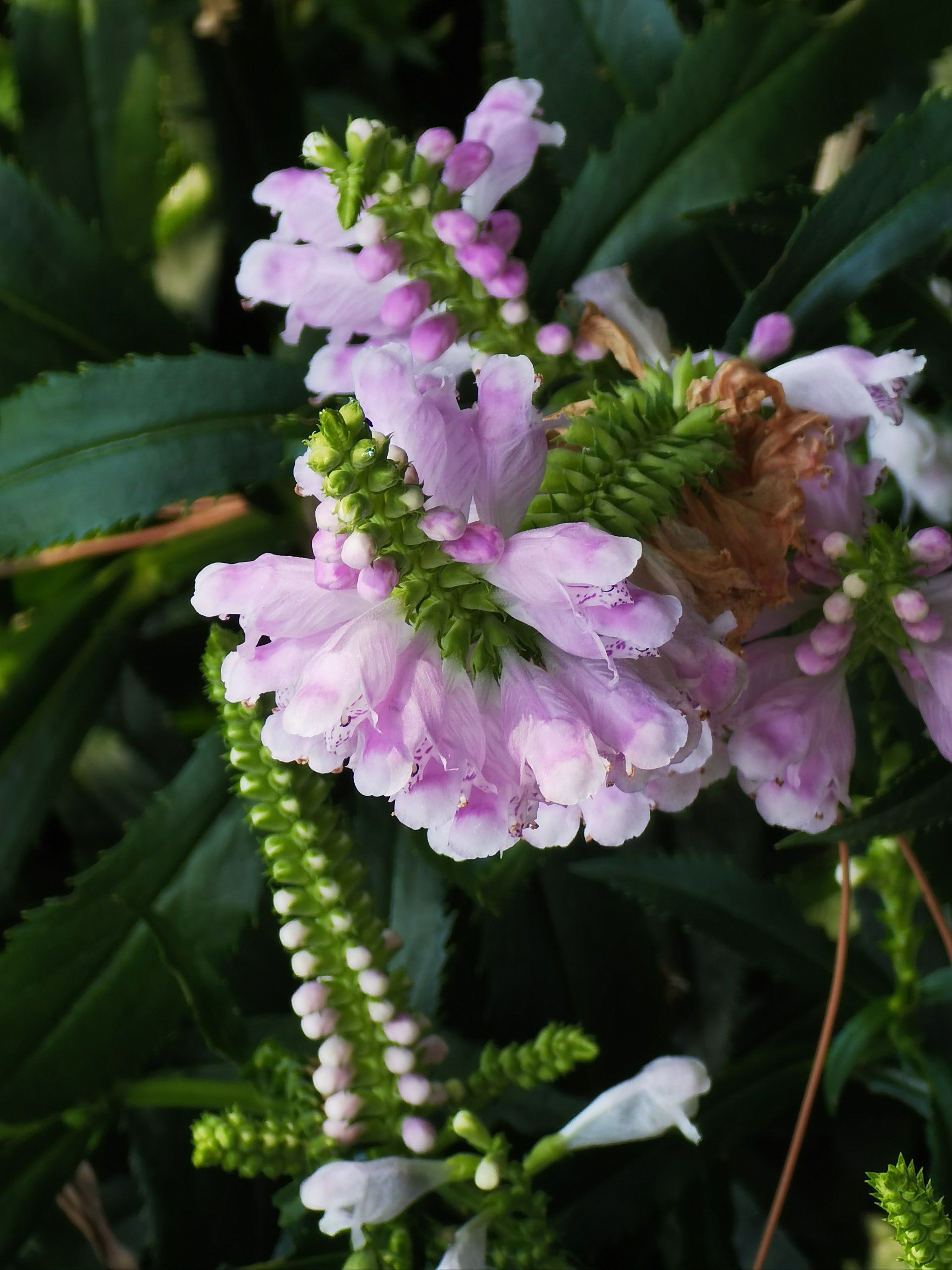 生机勃勃的意思是什么意思