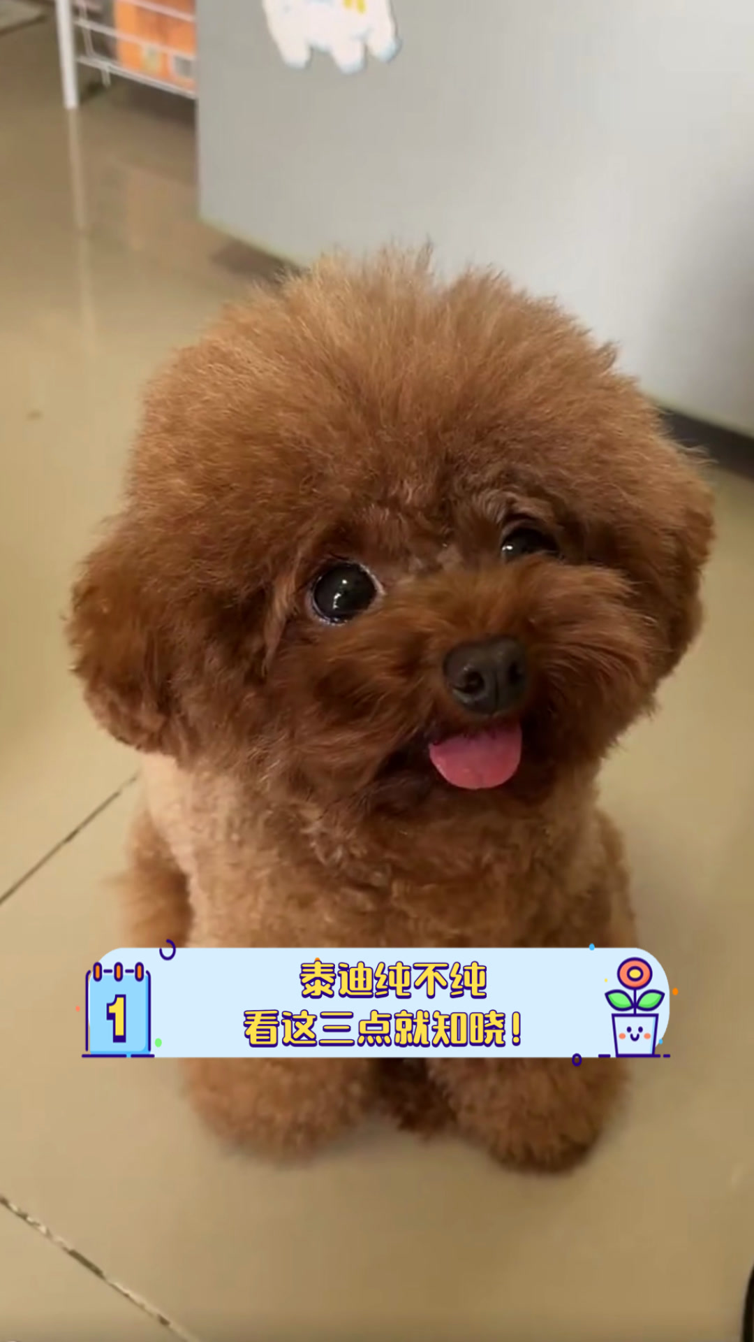 泰迪狗怎么分辨纯不纯种