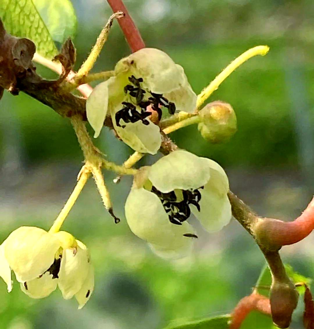 软枣子的功效与作用及禁忌有哪些