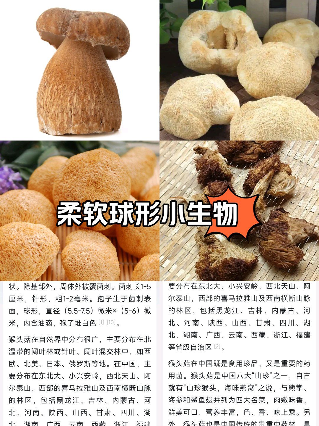 猴头菇不能和什么一起吃