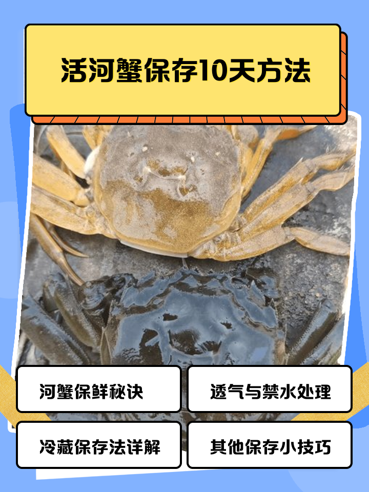买来的活螃蟹目前不吃怎么保存