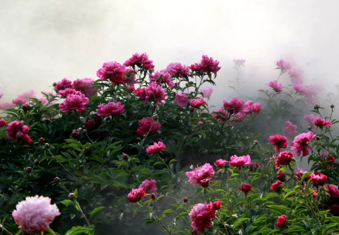 网络上的走花路是什么意思