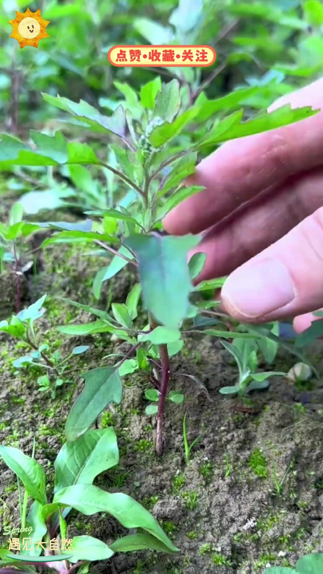 灰菜有什么功效作用吃灰菜会中毒吗