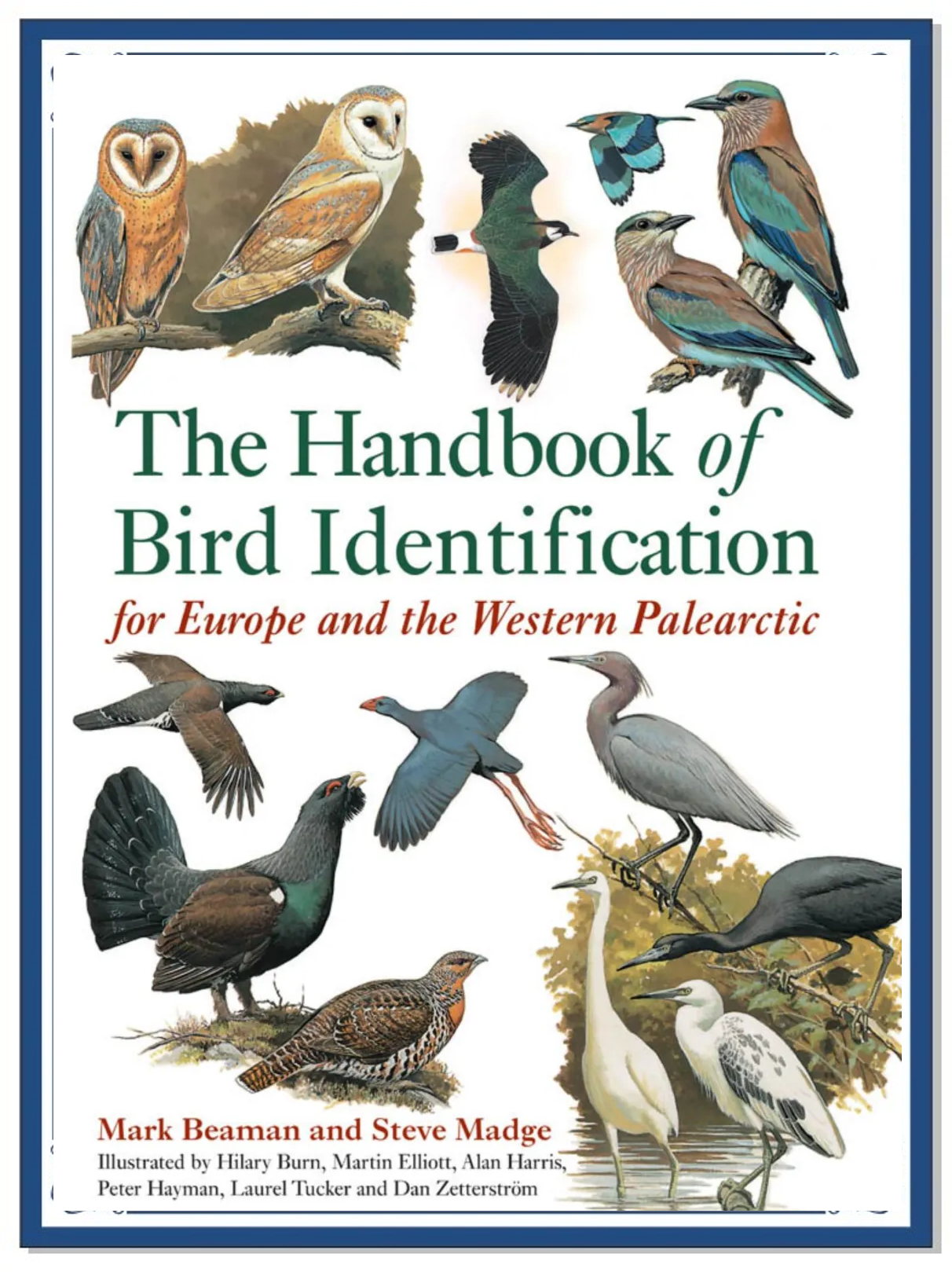 小鸟的英文如何读小鸟的英文怎么读