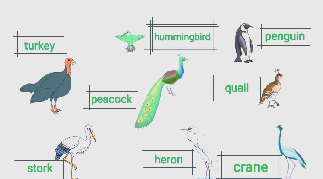 小鸟的英文如何读小鸟的英文怎么读