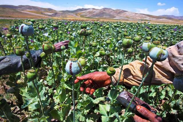 金新月是哪几个国家的交界地带