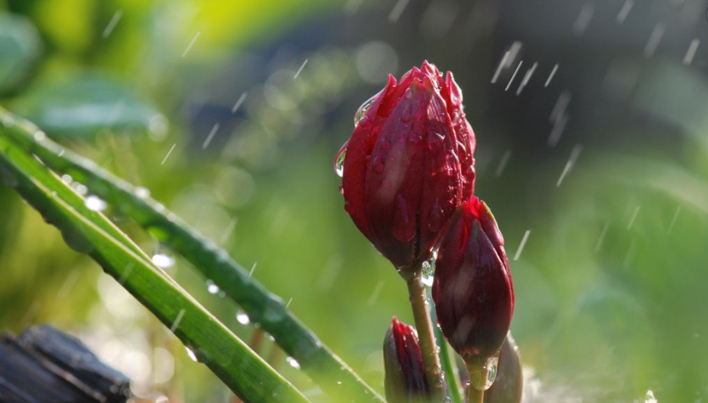 梦见自己在雨中跑是什么意思