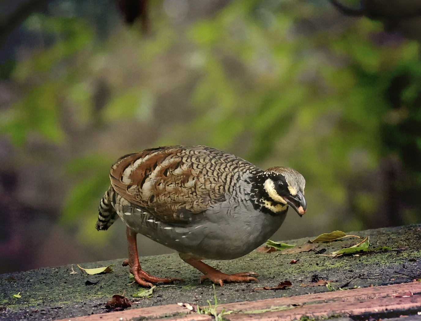 竹鸡资料大全竹鸡介绍