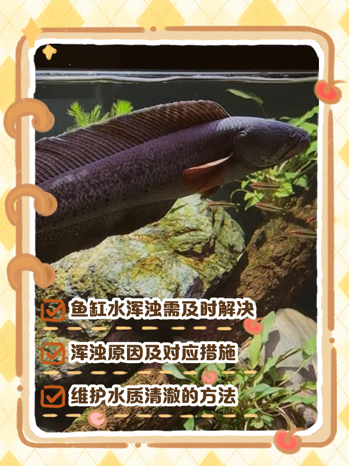 鱼缸水浑浊原因和解决方案
